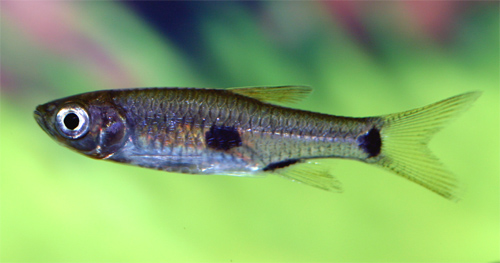 RASBORA ELEGANS